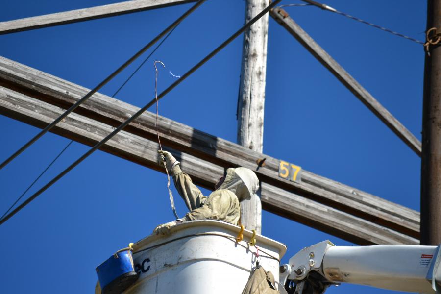 Bird on a Wire IBEW 1249